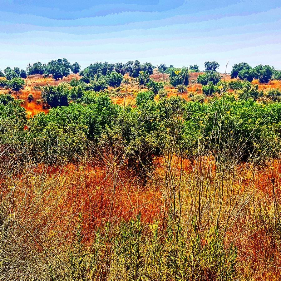 Kibbutz Nachshon Bed and Breakfast Esterno foto